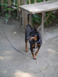 P1550730.jpg